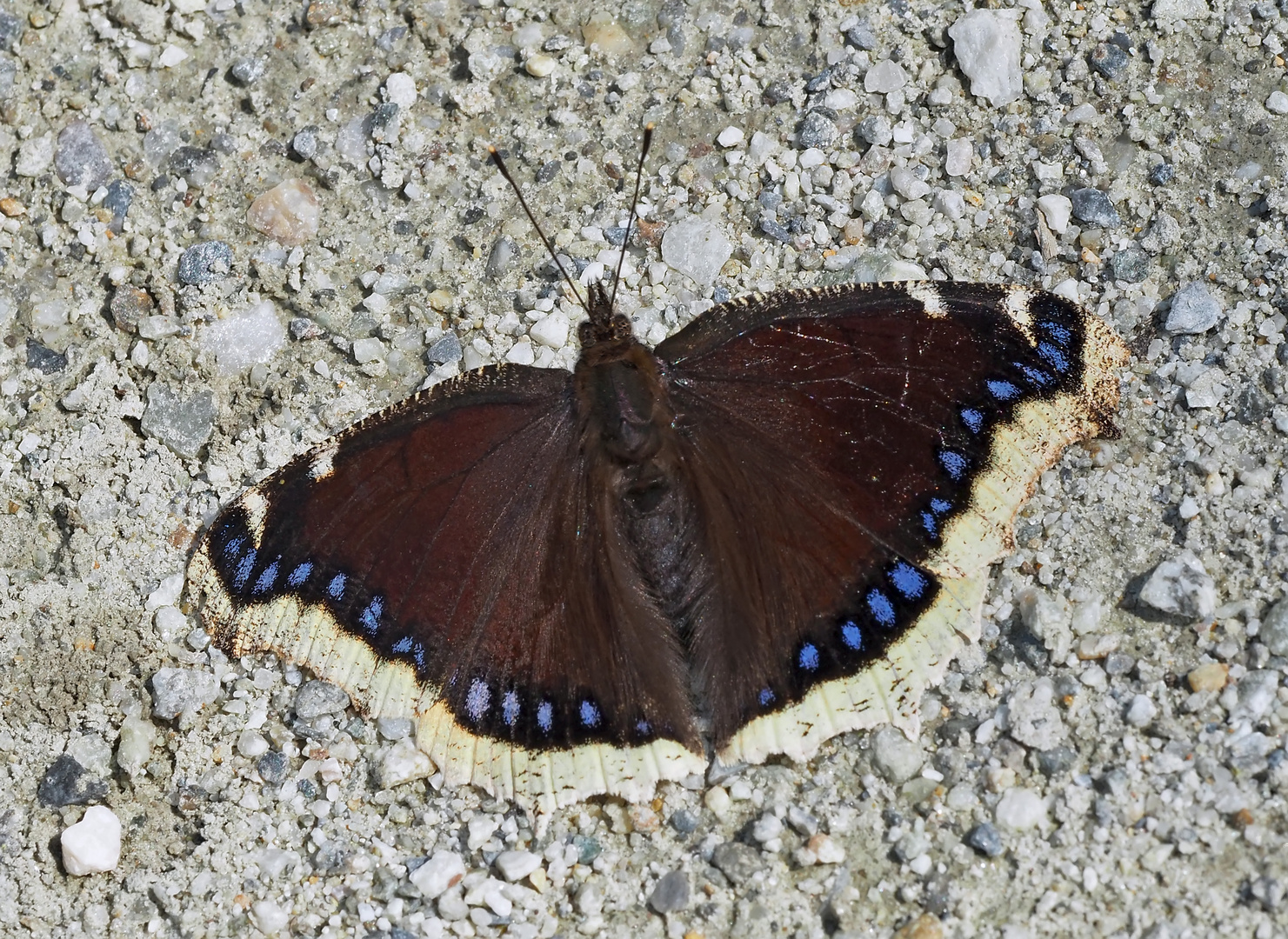 Der edle Trauermantel (Nymphalis antiopa) - Le morio, une beauté fascinante!