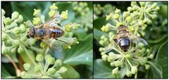 Der Efeu blüht wieder und hat Besuch von einer Schwebfliege.