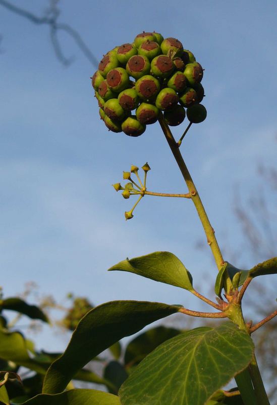 Der Efeubaum