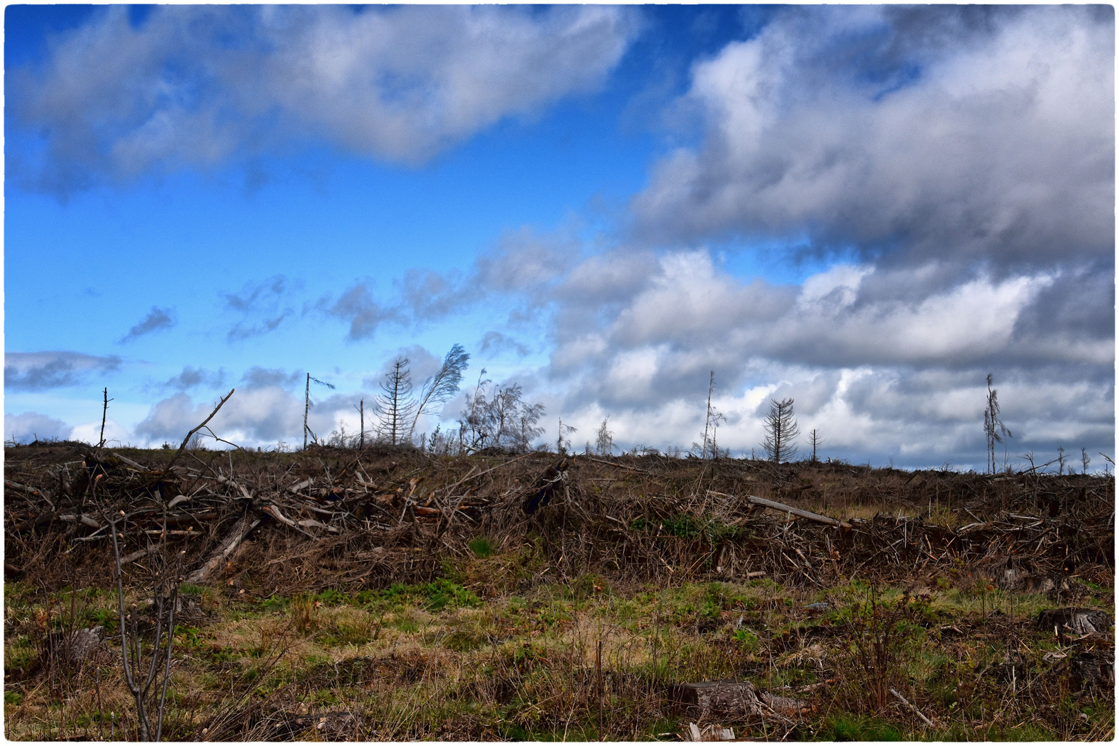 der ehemalige Harz-Wald 1