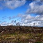 der ehemalige Harz-Wald 1