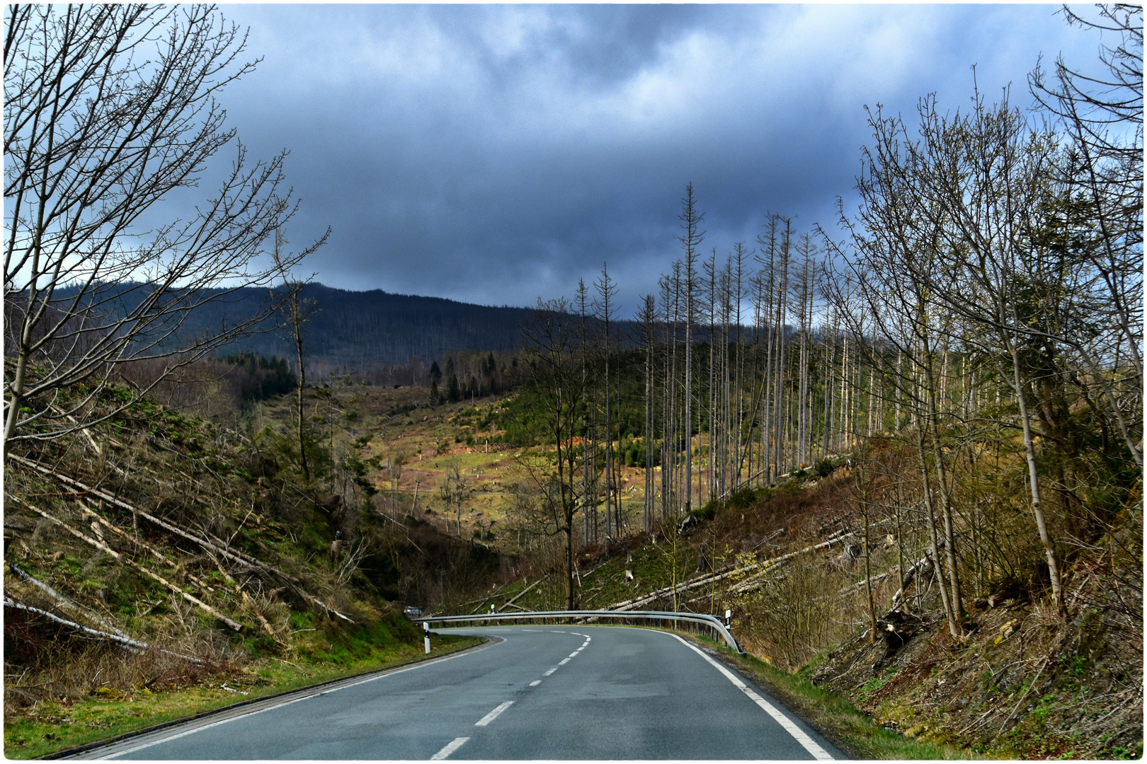 der ehemalige Harz-Wald 2