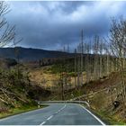 der ehemalige Harz-Wald 2