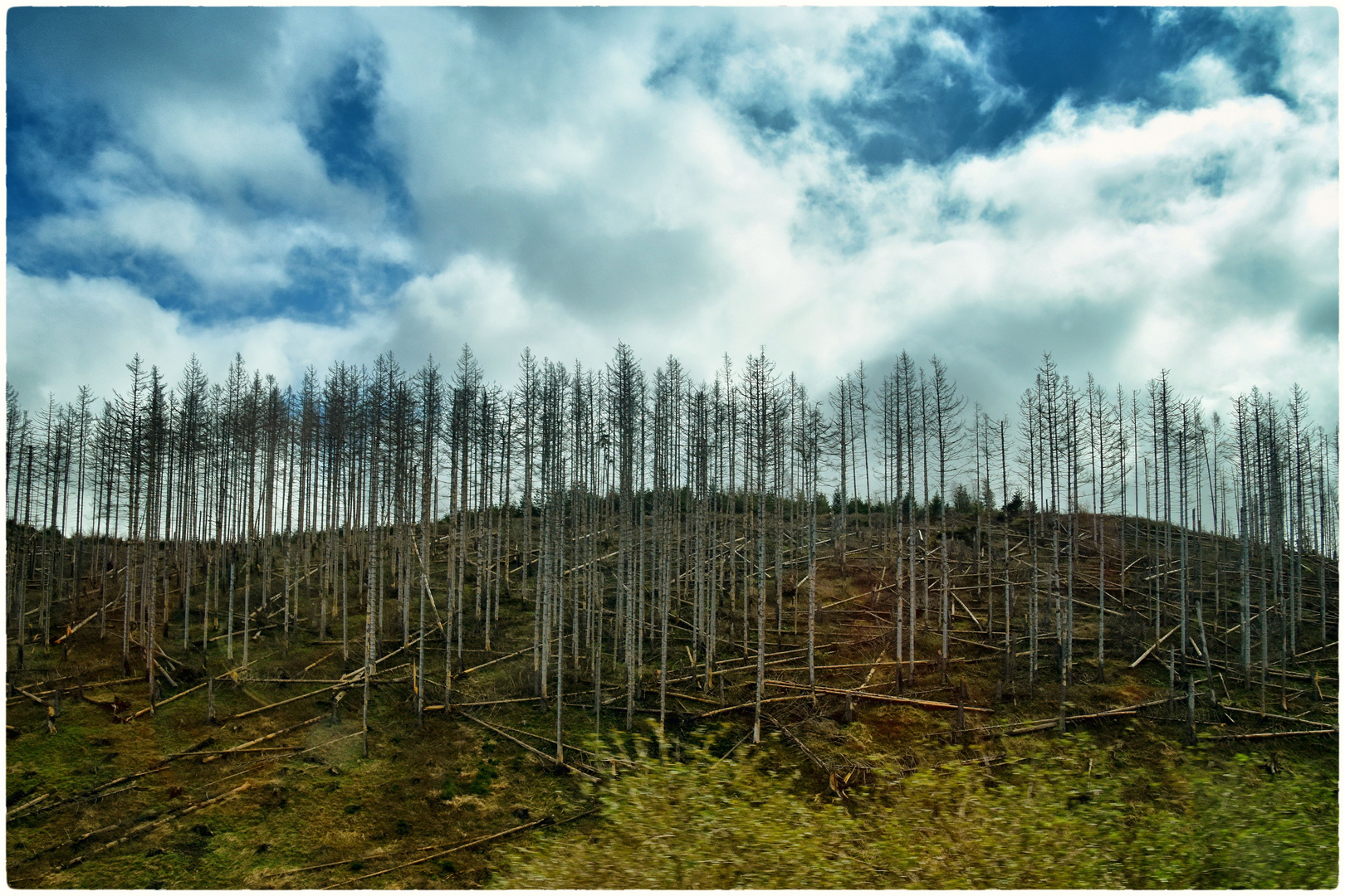 der ehemalige Harz-Wald 3