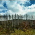 der ehemalige Harz-Wald 3