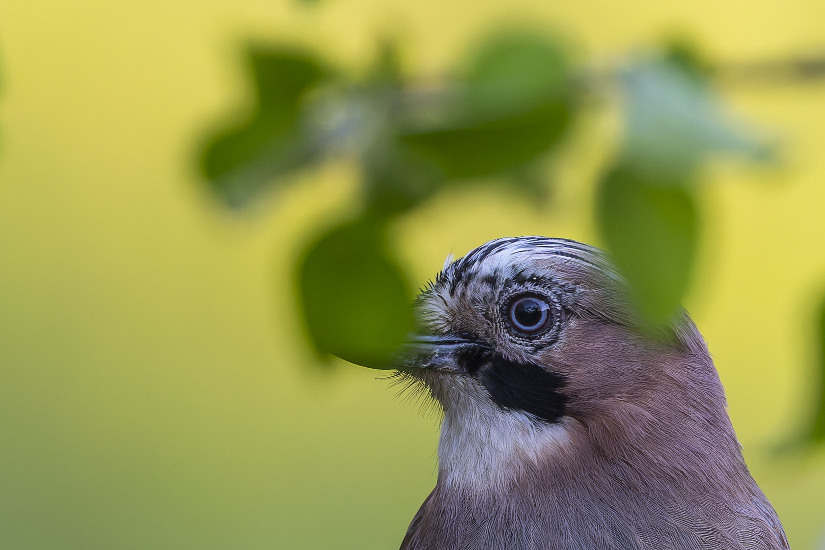 Der Eichelhäher....