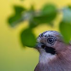 Der Eichelhäher....