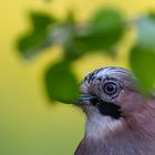 Der Eichelhäher....