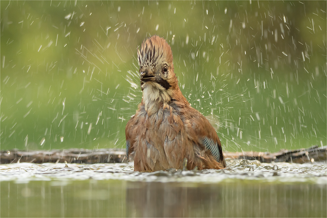 Der Eichelhäher beim Baden!