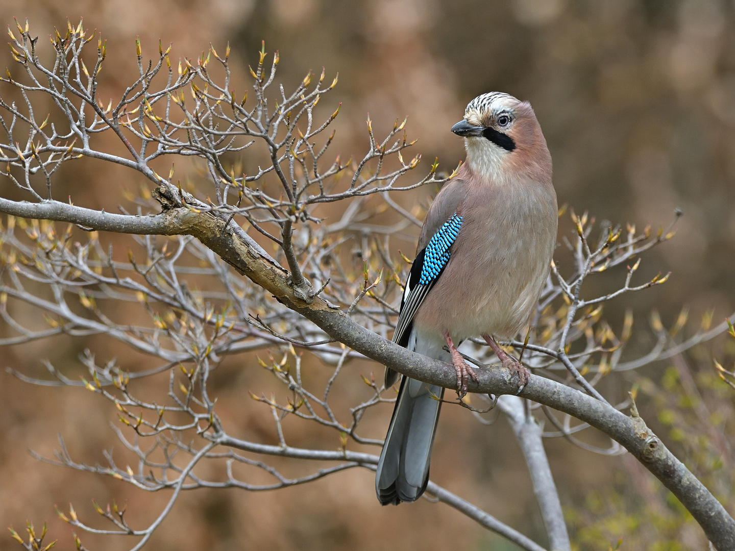 Der Eichelhäher (Garrulus glandarius)