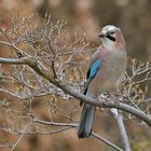 Der Eichelhäher (Garrulus glandarius)