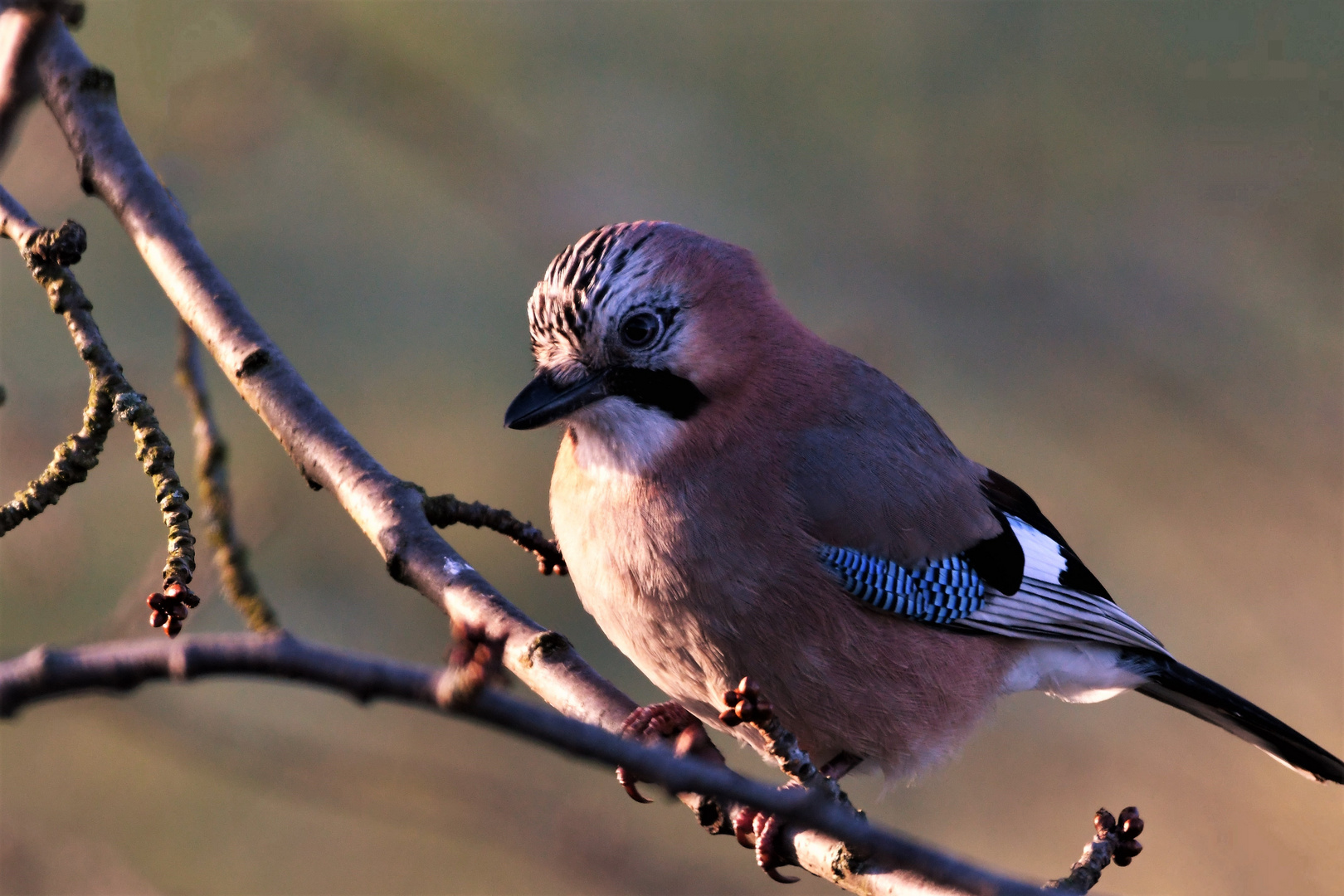 Der Eichelhäher (Garrulus glandarius )