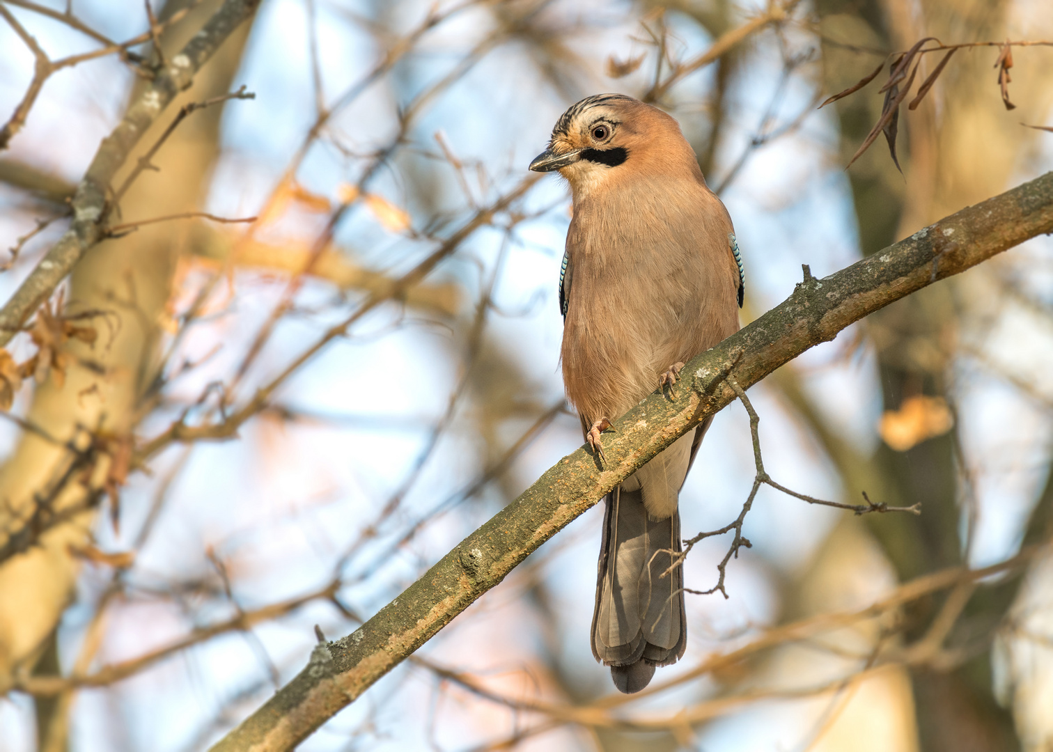 Der Eichelhäher (Garrulus glandarius)