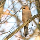 Der Eichelhäher (Garrulus glandarius)