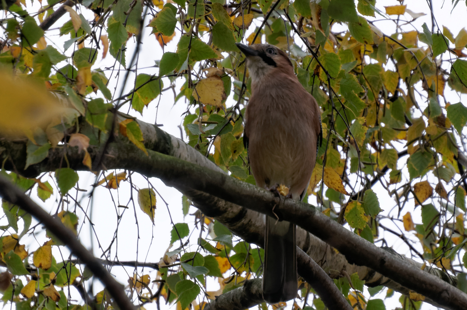 Der Eichelhäher (Garrulus glandarius)