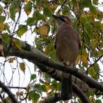 Der Eichelhäher (Garrulus glandarius)