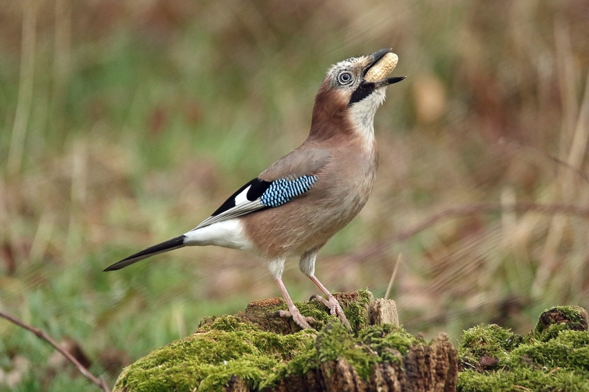 Der Eichelhäher (Garrulus glandarius) - Er schlingt die Erdnuss komplett herunter