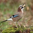 Der Eichelhäher (Garrulus glandarius) - Er schlingt die Erdnuss komplett herunter