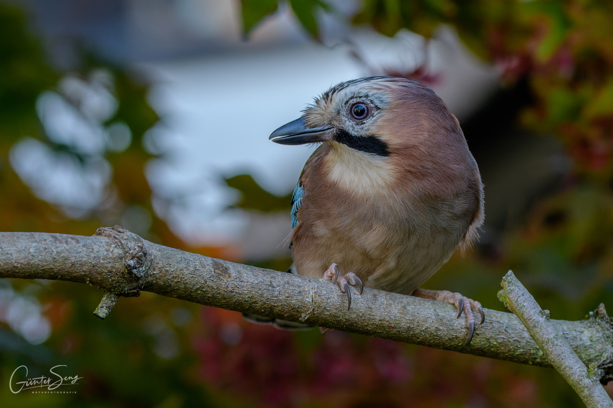 Der Eichelhäher (Garrulus glandarius) ist ein Singvogel