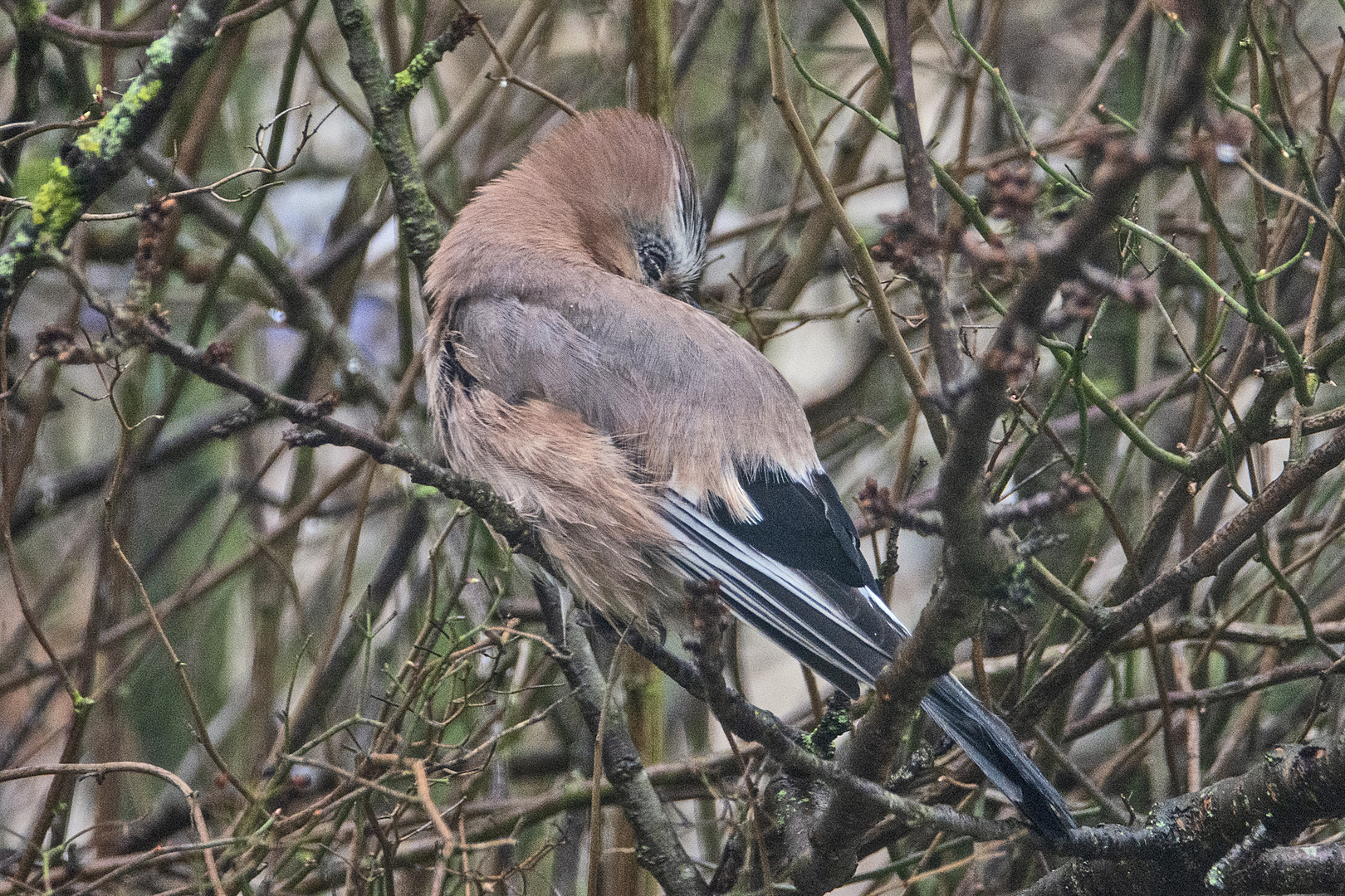 Der Eichelhäher (Garrulus glandarius) saß nach . . .