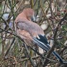 Der Eichelhäher (Garrulus glandarius) saß nach . . .