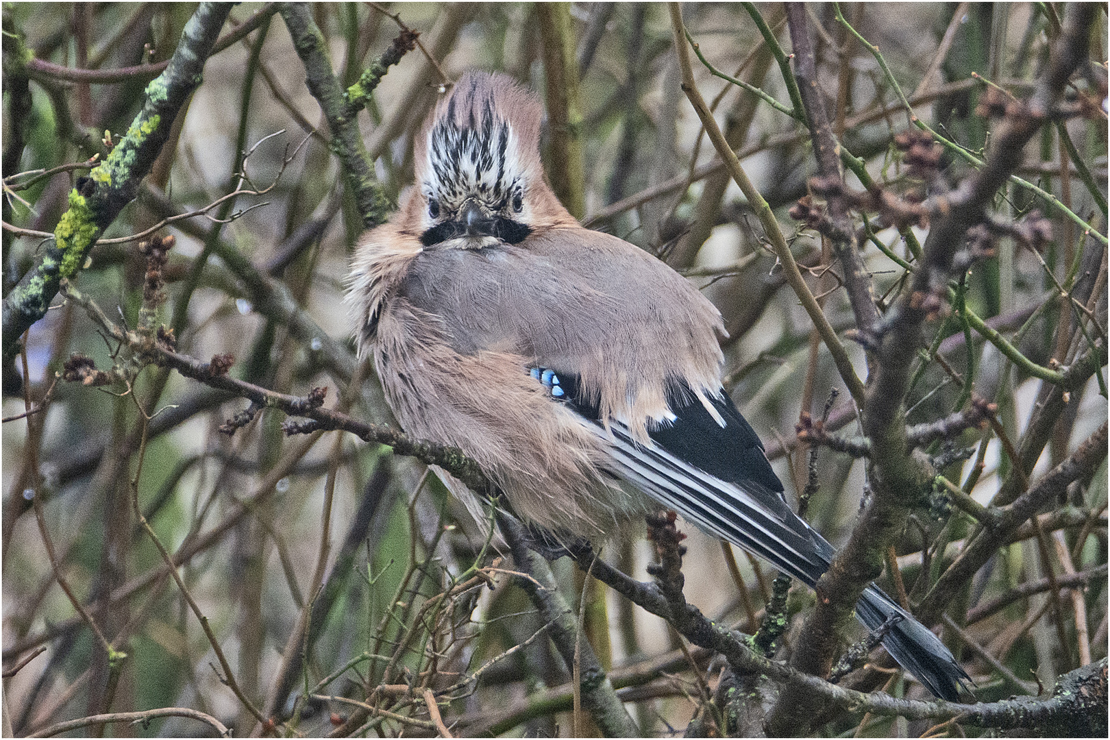 Der Eichelhäher (Garrulus glandarius) saß nach . . .