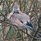 Der Eichelhäher (Garrulus glandarius) saß nach . . .