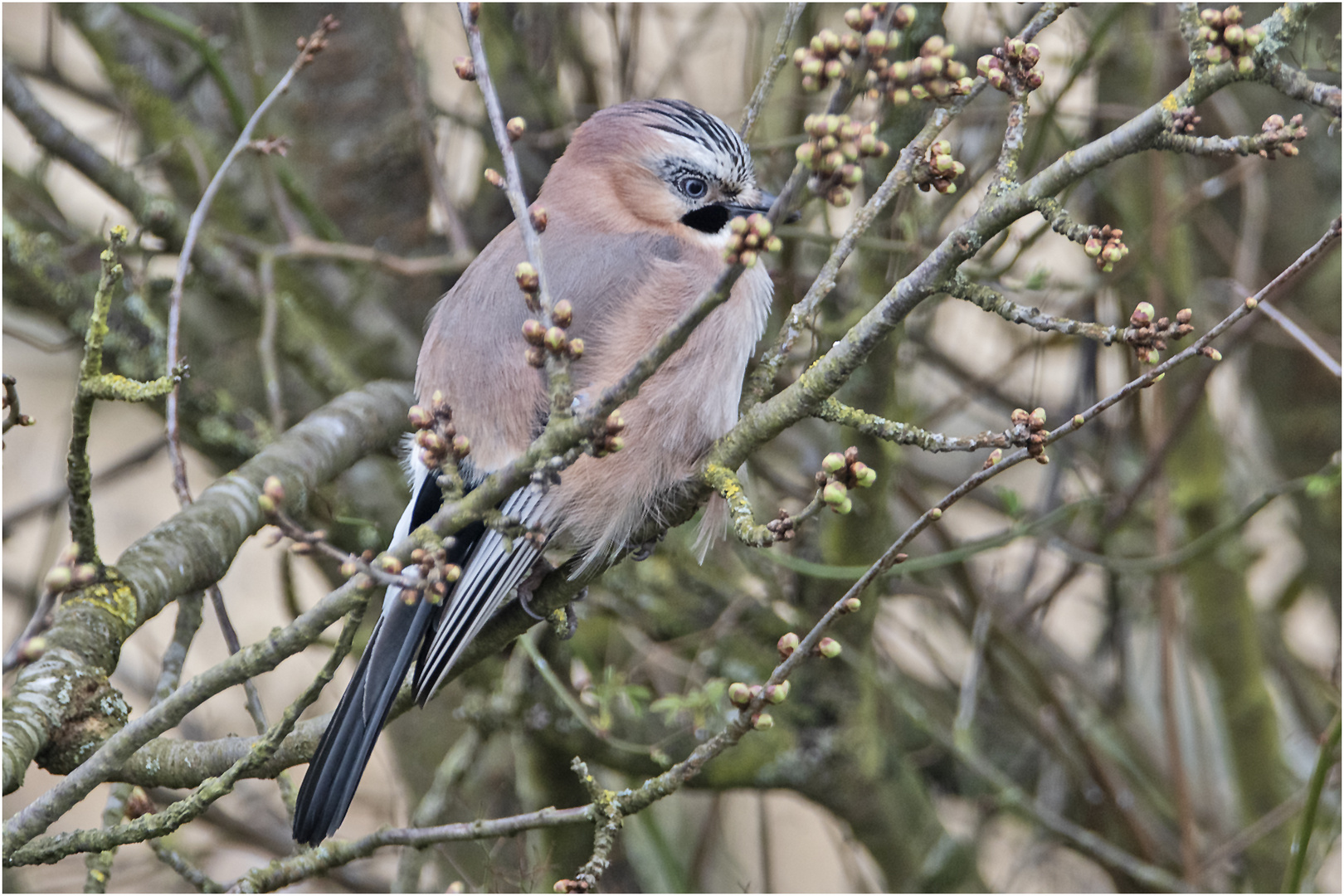 Der Eichelhäher (Garrulus glandarius) wollte in . . .