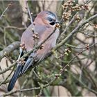 Der Eichelhäher (Garrulus glandarius) wollte in . . .