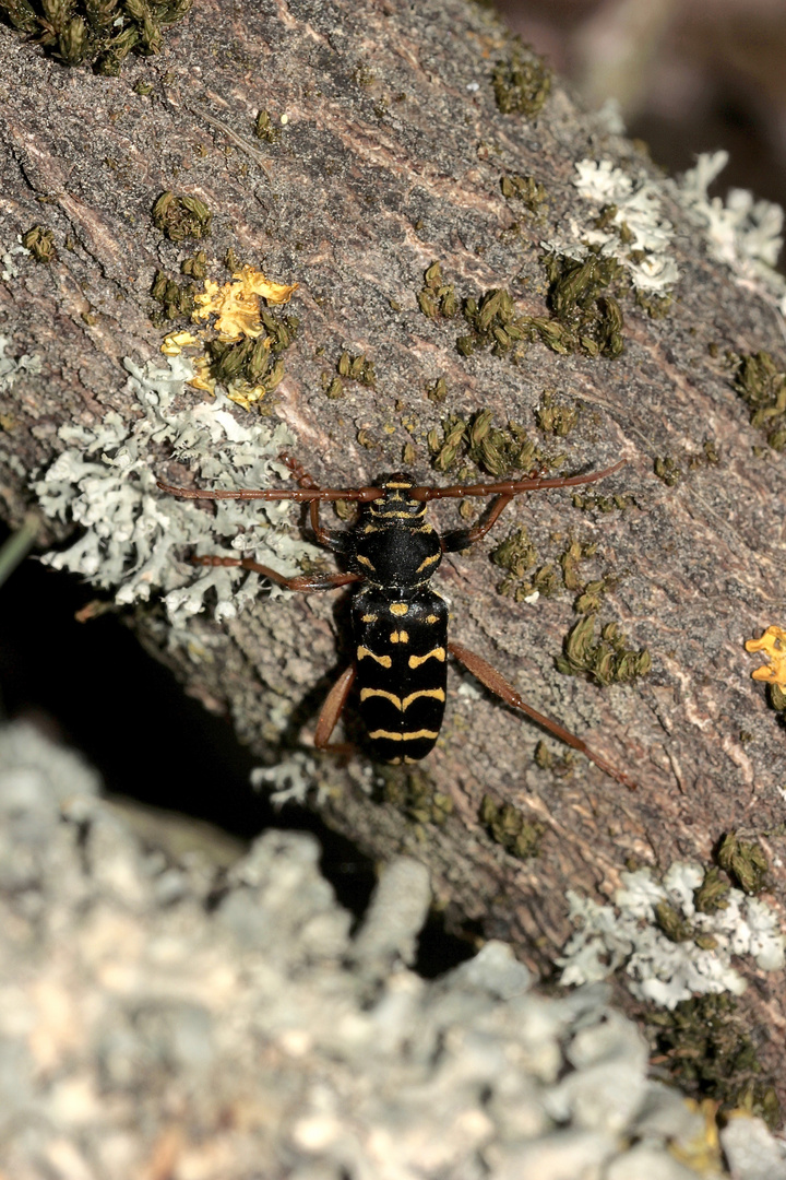 Der Eichen-Widderbock (Plagionotus arcuatus)