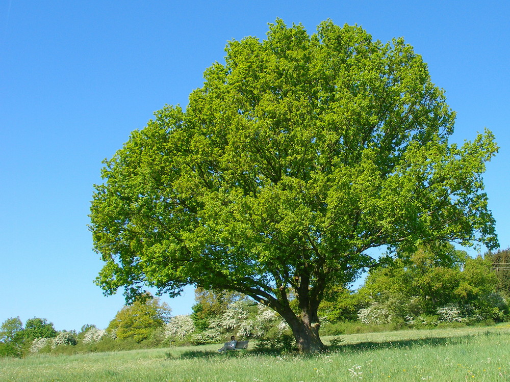 " DER EICHENBAUM " Foto & Bild landschaft, Äcker, felder & wiesen