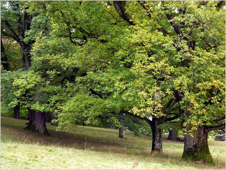 der Eichenhain 2