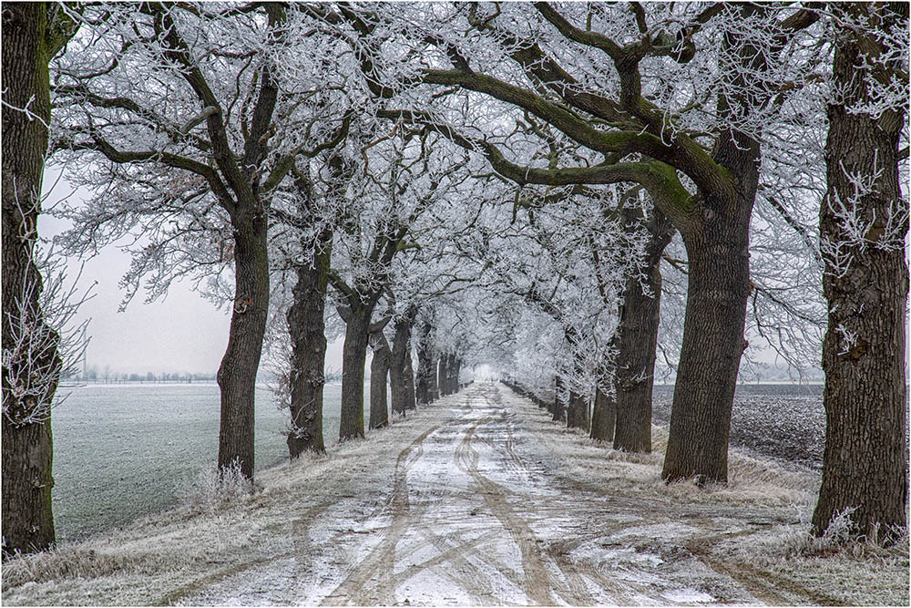 Der Eichenweg bei Athensleben