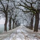 Der Eichenweg bei Athensleben