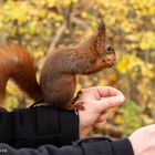 Der Eichhörnchen-Flüsterer