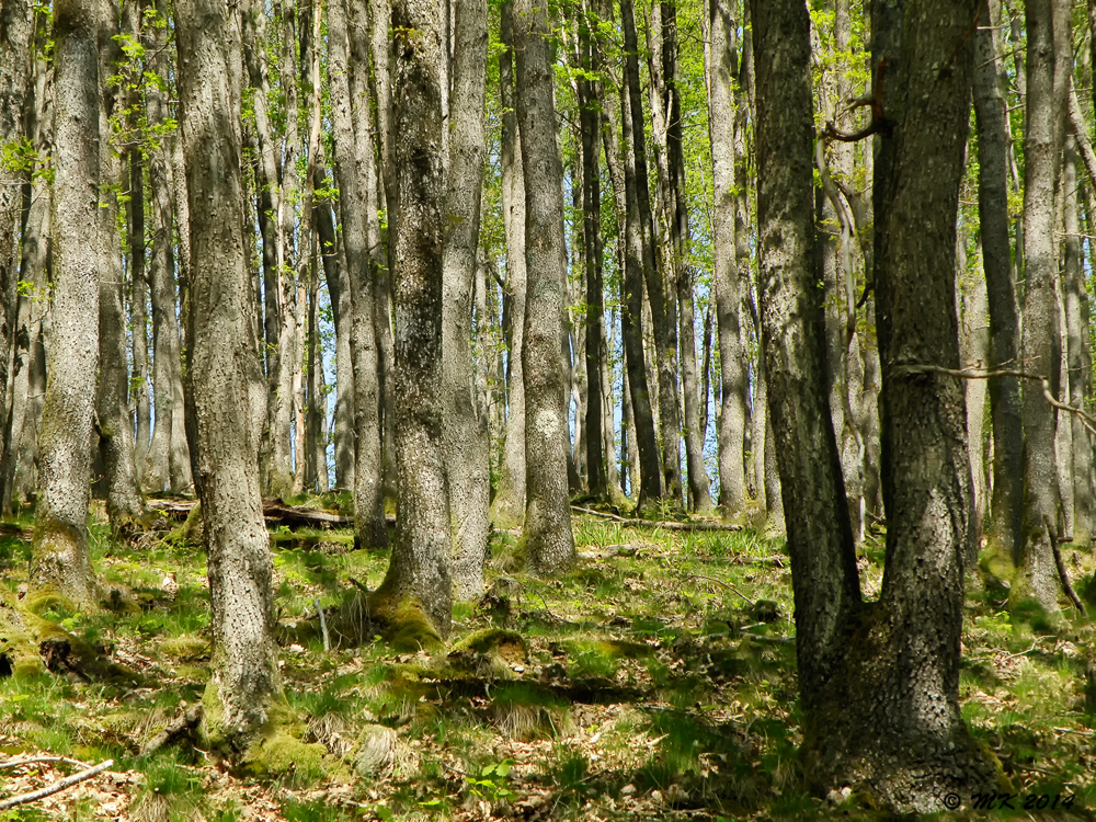 Der Eichwald im Holzhau