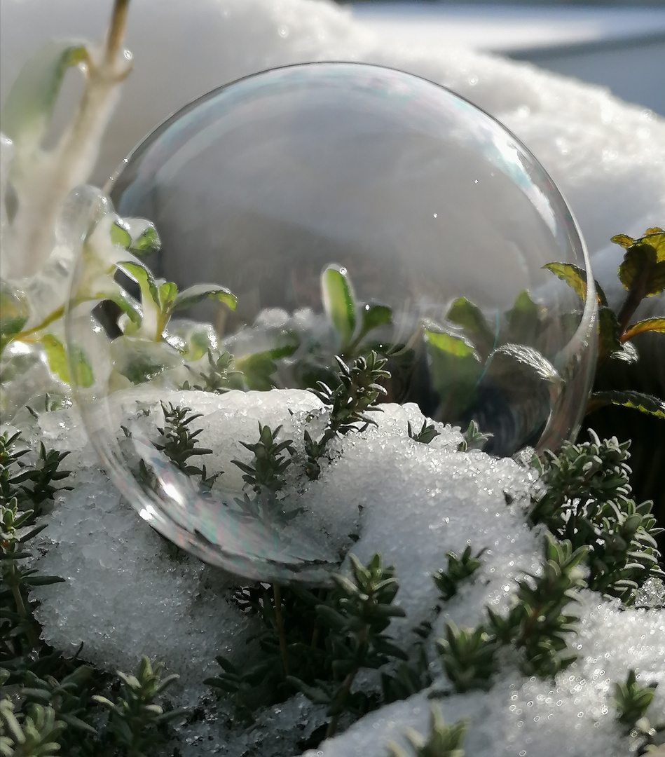 Der eigene kleine Glasgarten 