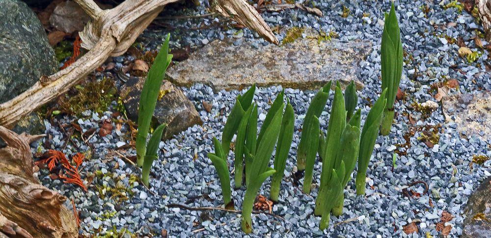 Der eigentlich kleinere Frauenschuhtuff  kündigt sich mit 15 Blüten an