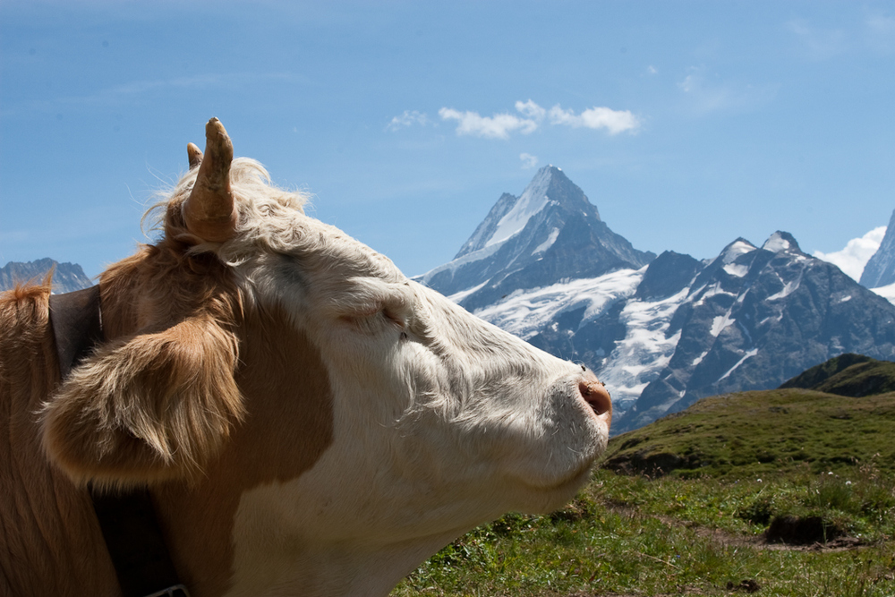 Der Eiger ist der Kuh wurscht !