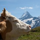 Der Eiger ist der Kuh wurscht !