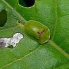 Der eindrucksvolle Werdegang des Distelschildkäfer (Cassida rubiginosa) 