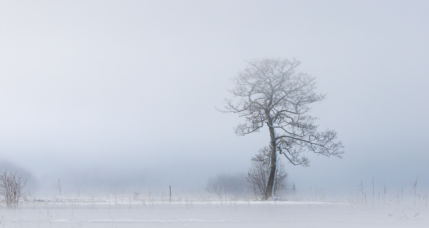 der eine Baum