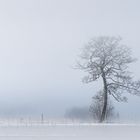 der eine Baum