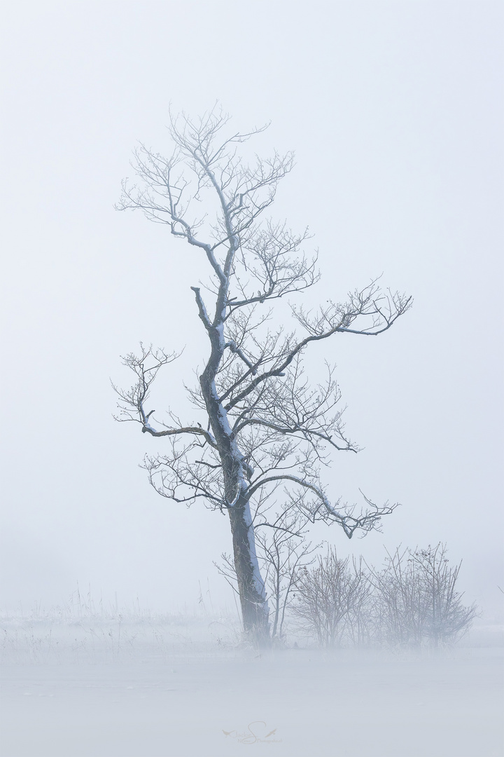 der eine Baum