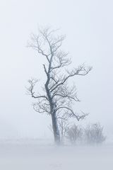 der eine Baum