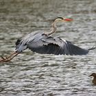 der eine fliegt, die andere schwimmt