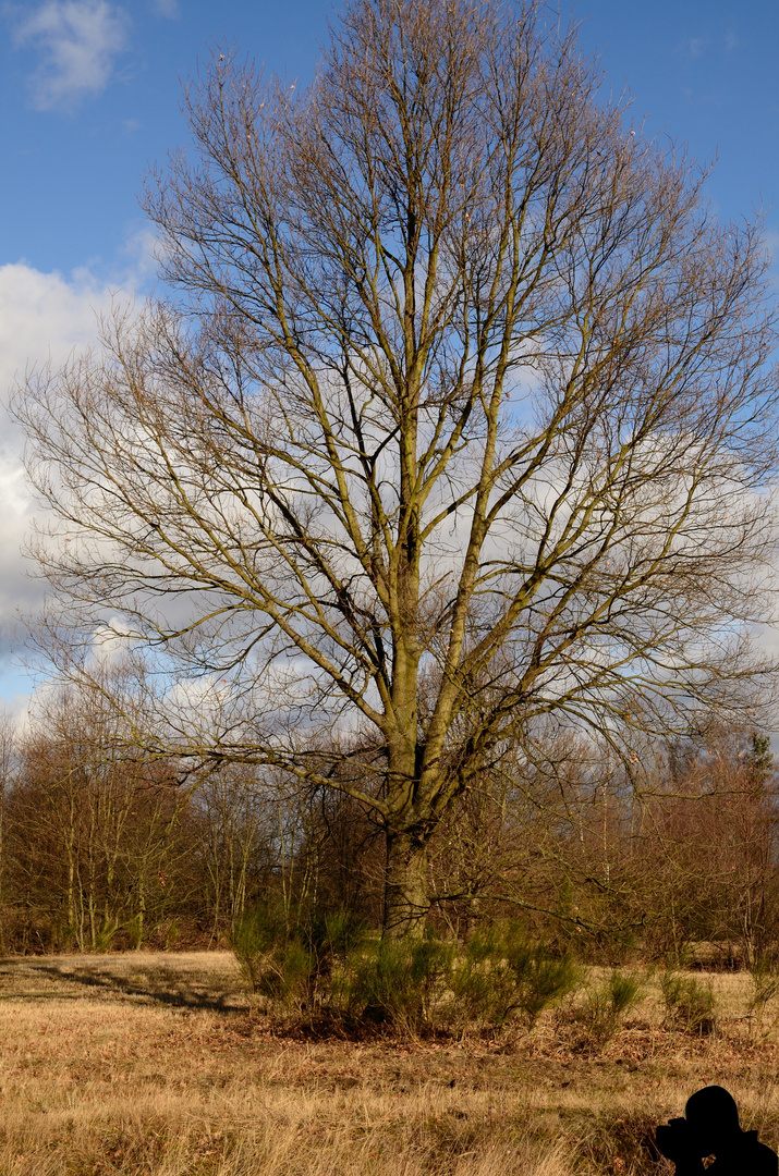 Der Eine in der Wahner Heide