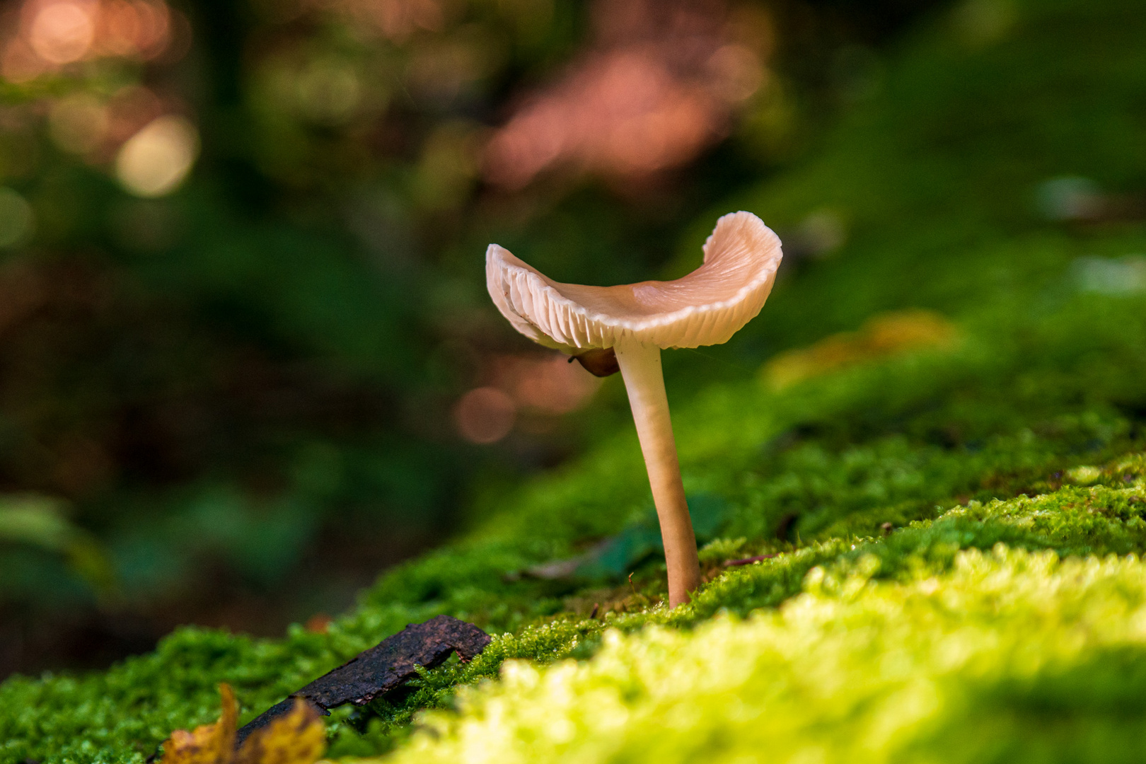 Der eine Pilz im Licht