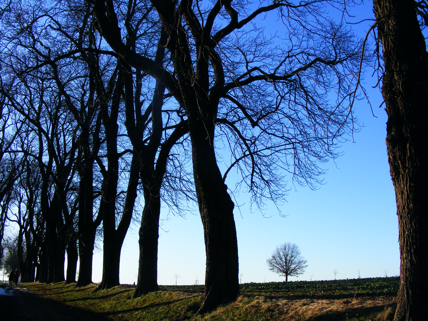 Der Eine und die Vielen