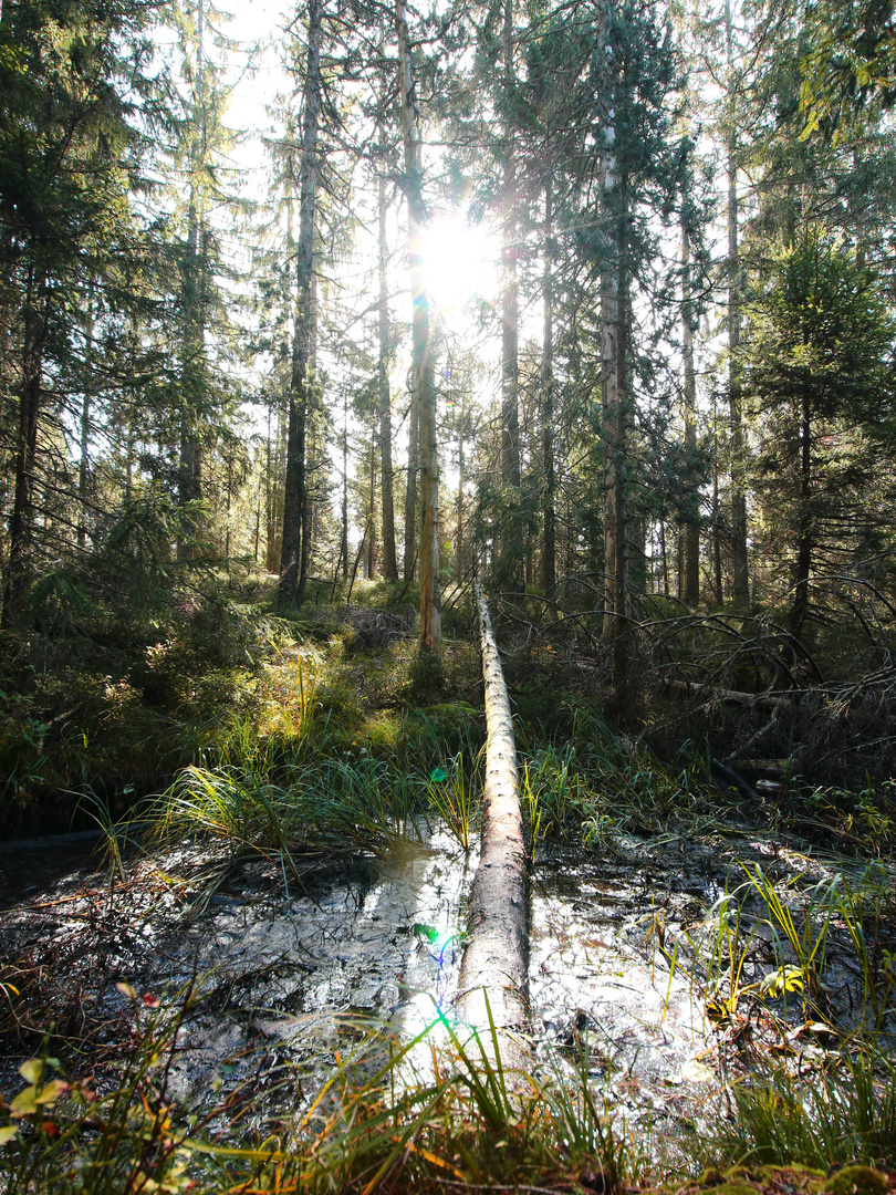 Der eine Weg